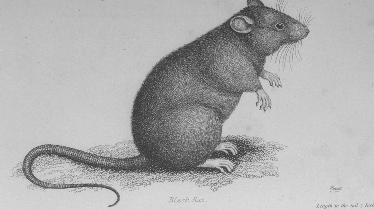 Plague Rat